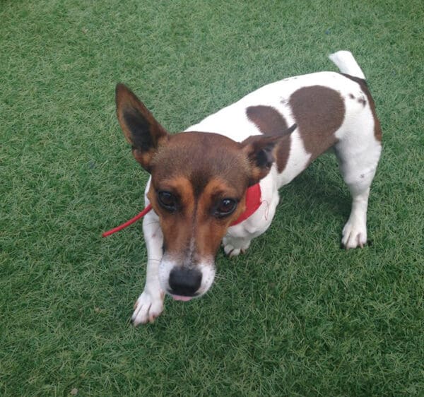 Artificial Grass: Why You Need It and Where to Buy It For Less!