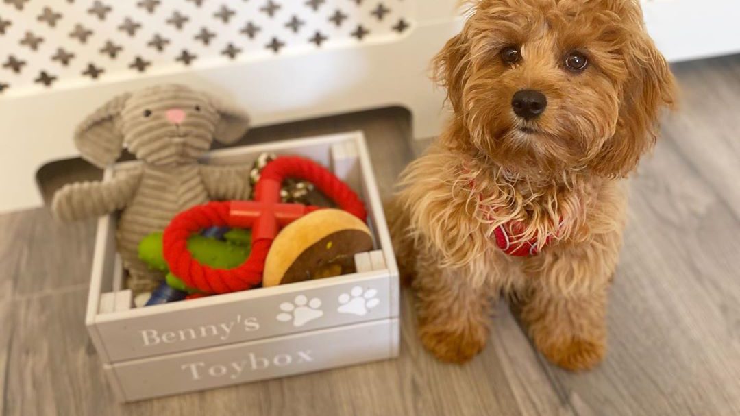 Flooring for a Pet-Friendly Home