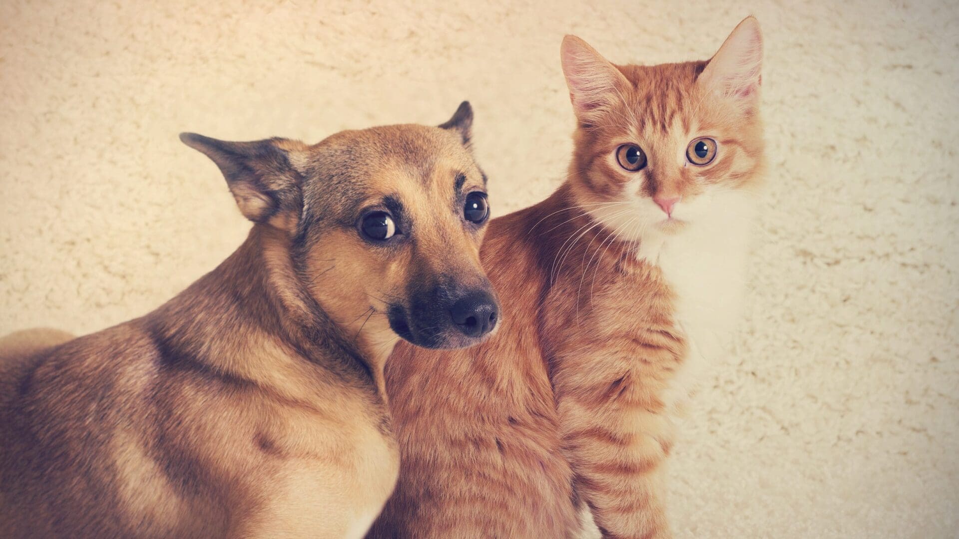 Our Flooring Advice For Pets